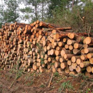 Consultoría de Mantenimiento Cadena de Custodia FSC®/PEFC (Certificado Grupal)